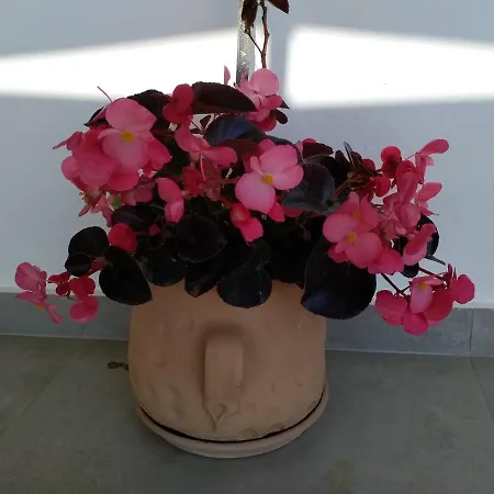 Alkioni's Nest شقة أركودي