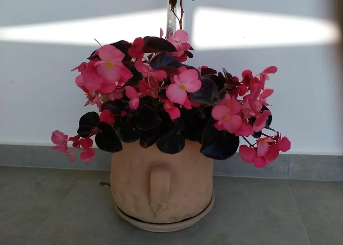 Alkioni's Nest Apartment Arkoudi